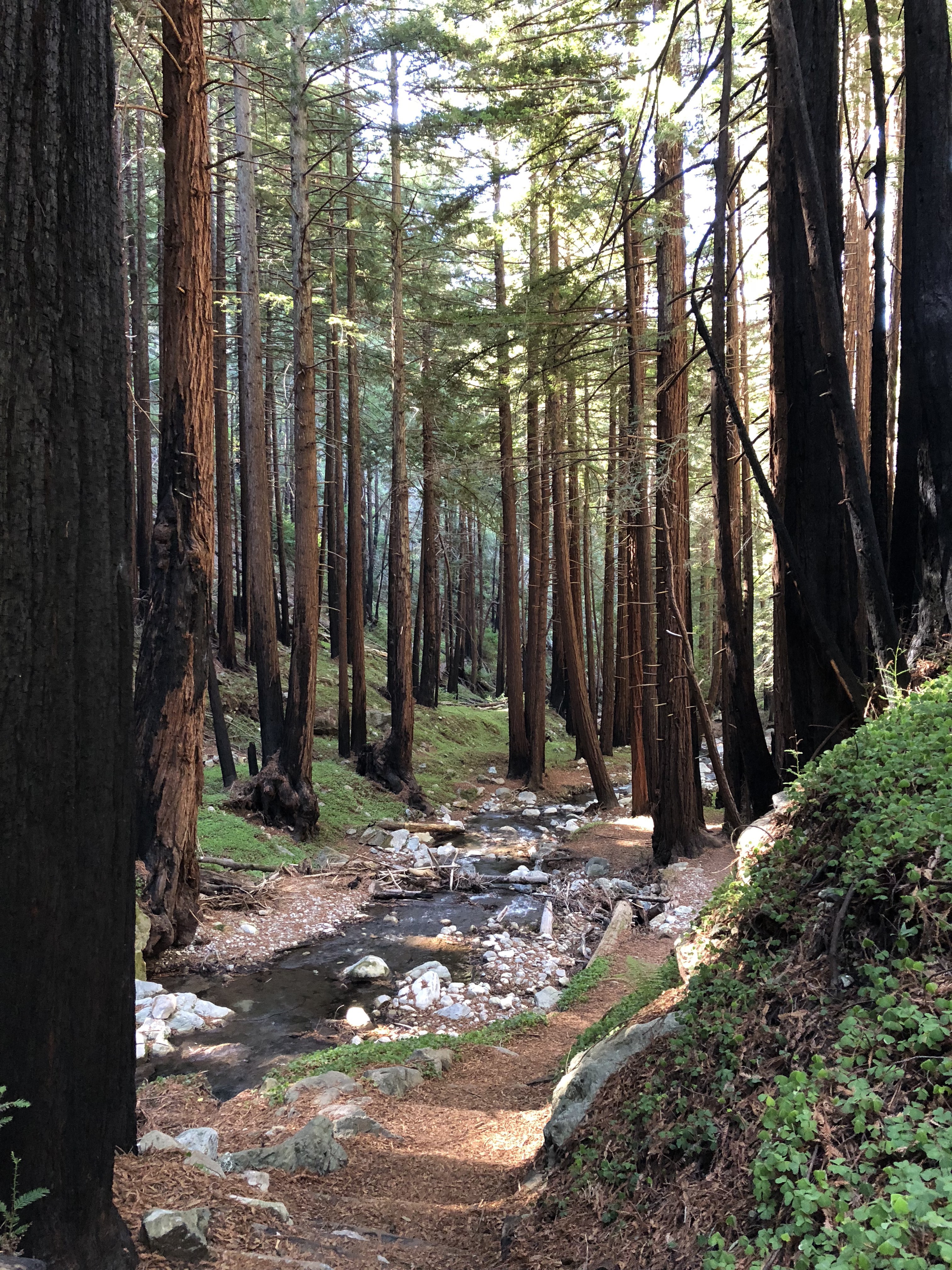 One of the many gorgeous redwood grottos in Big Sur