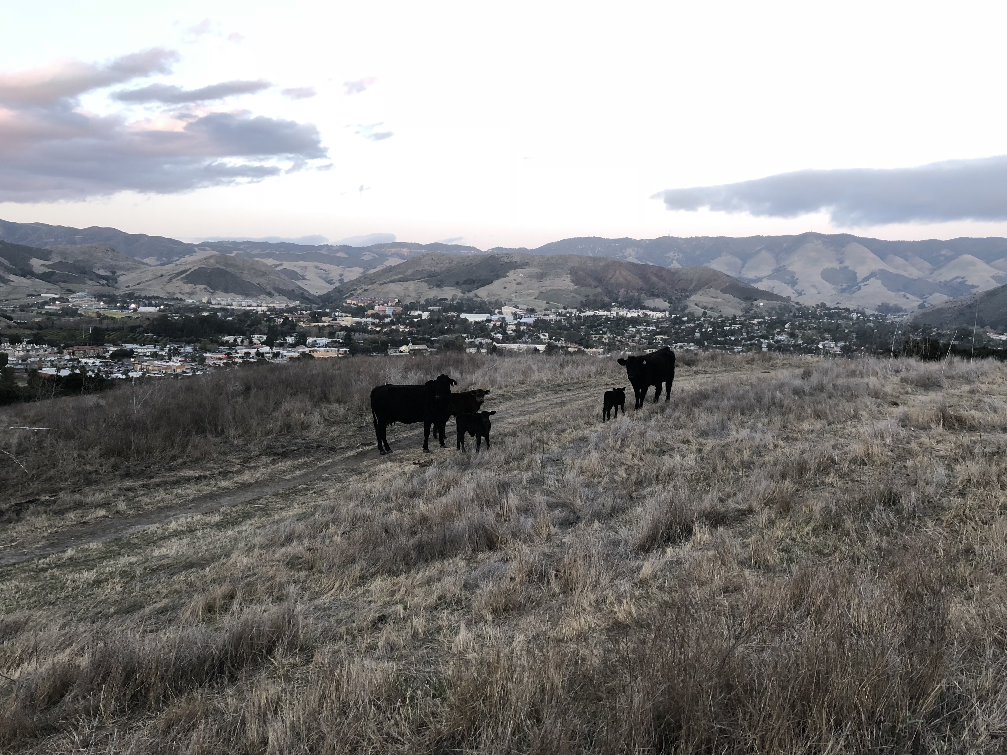 Five cows on Madonna Mountain