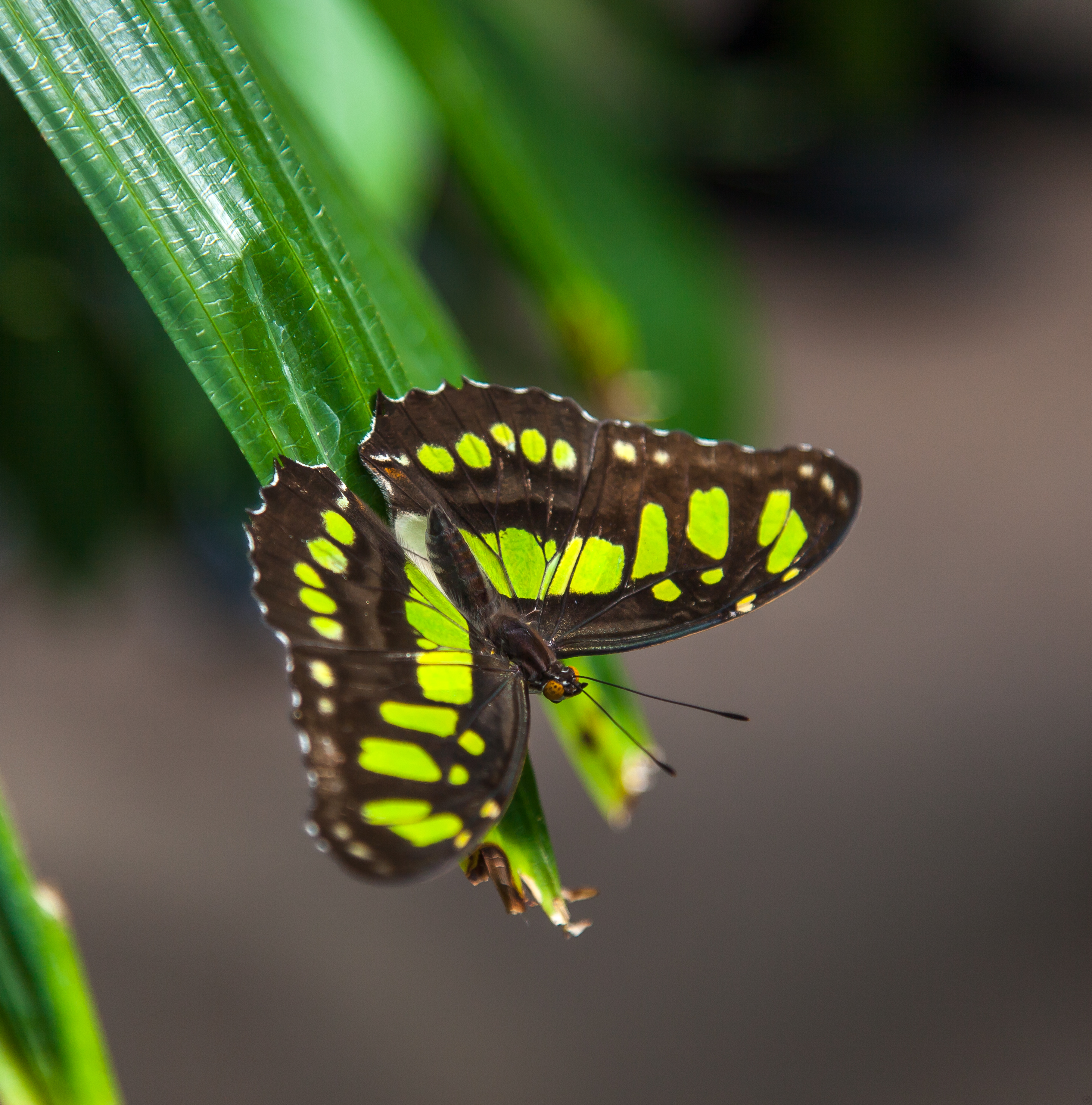 a green butterfly