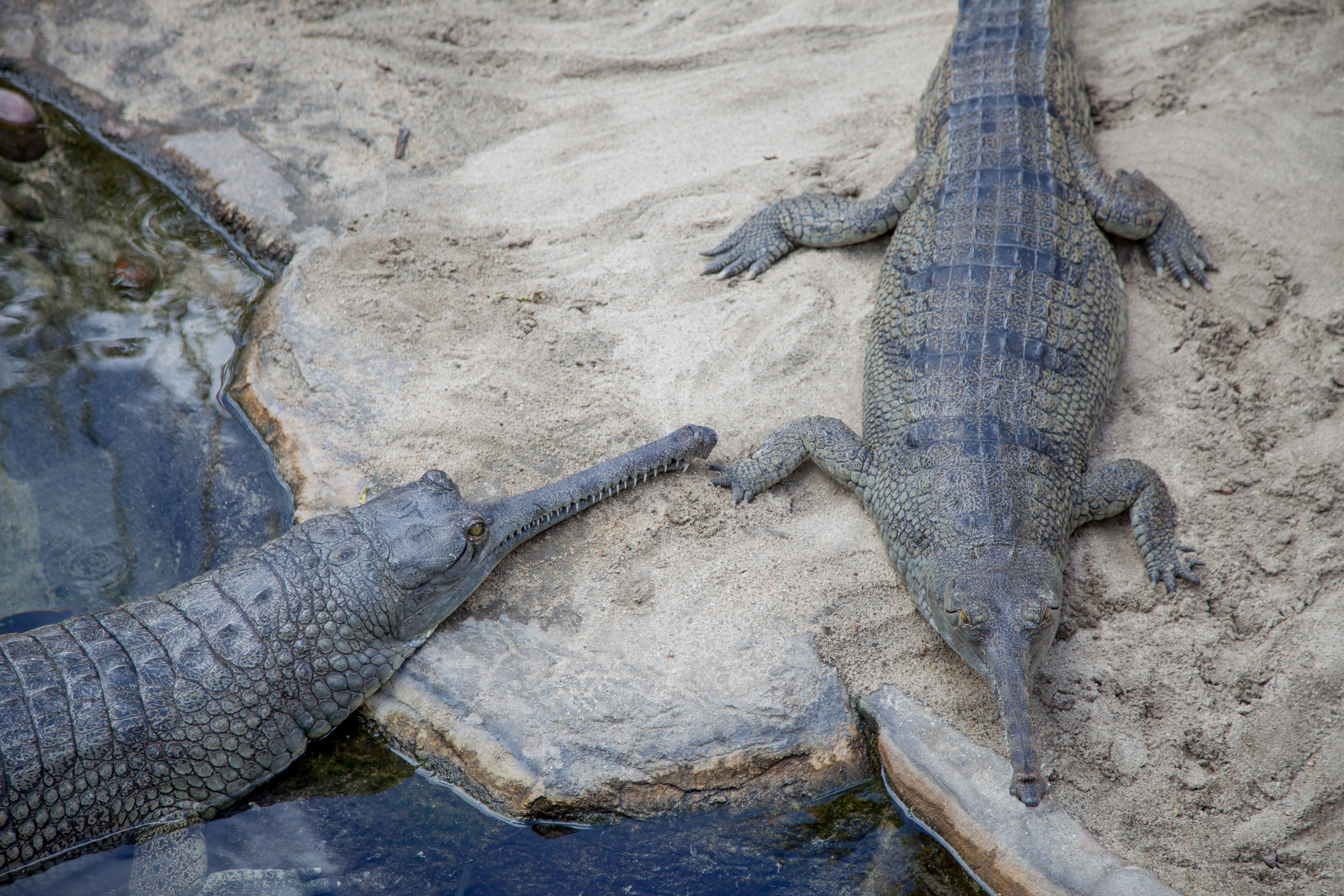 funny looking crocodiles