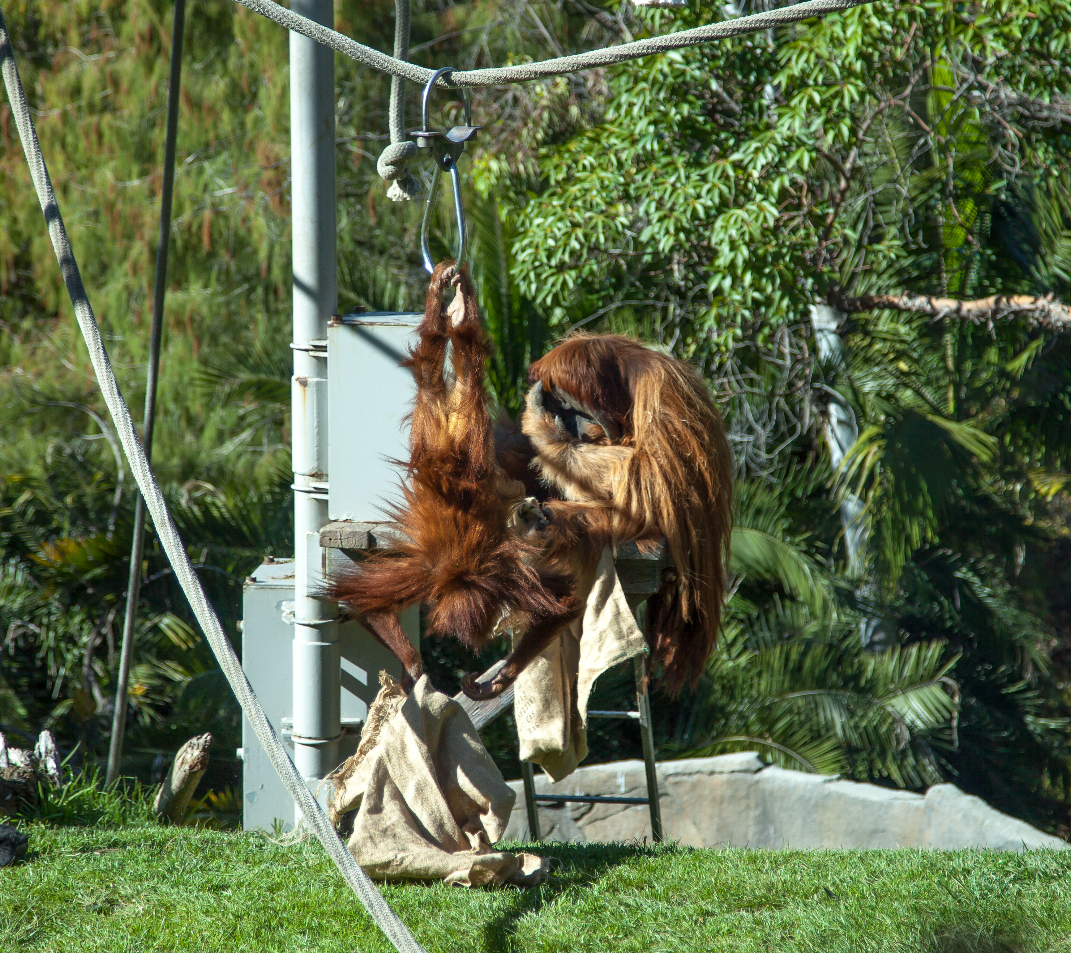 some orangutans