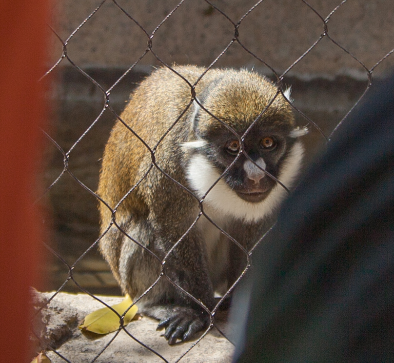 a scared-looking monkey