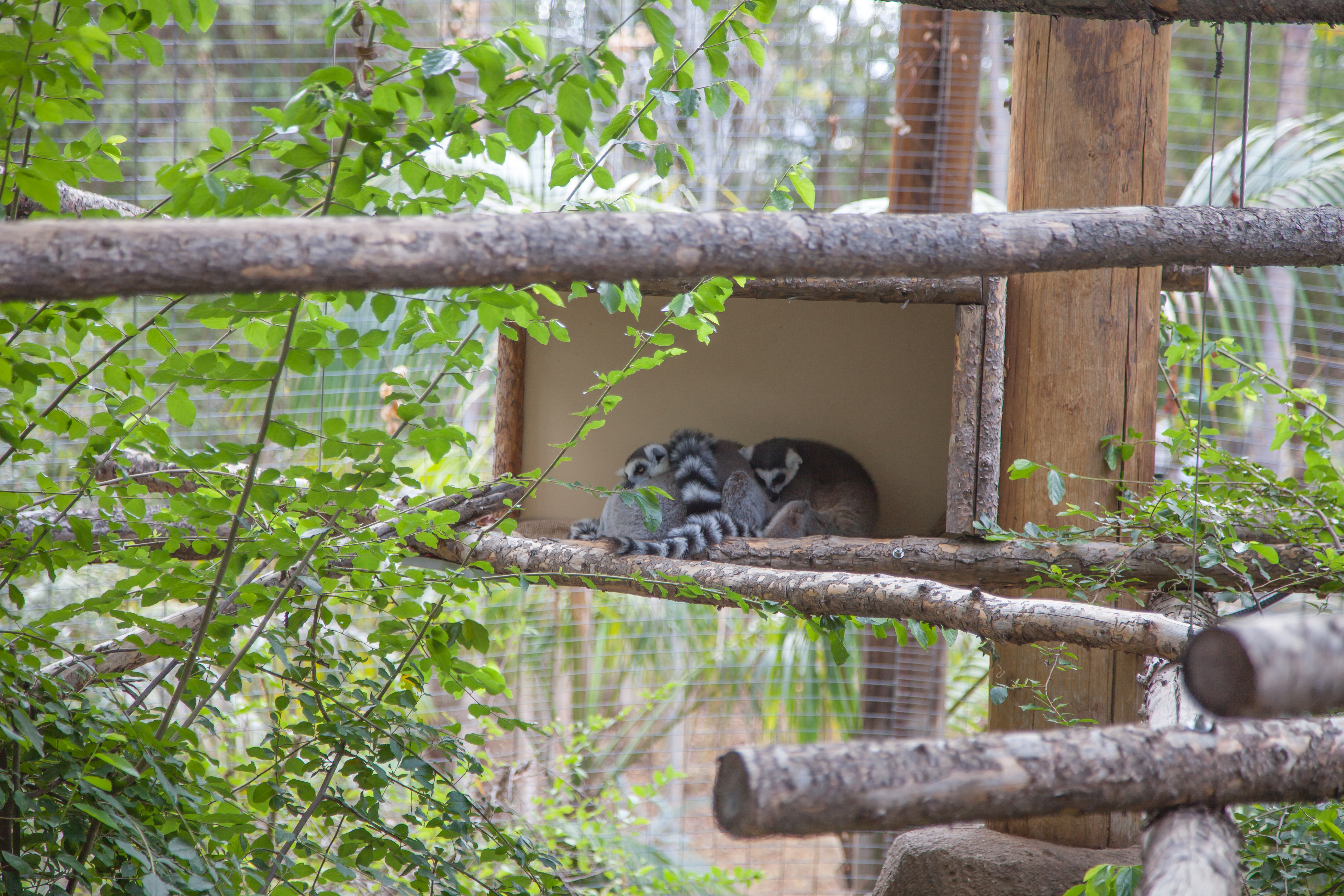 some lazy lemurs