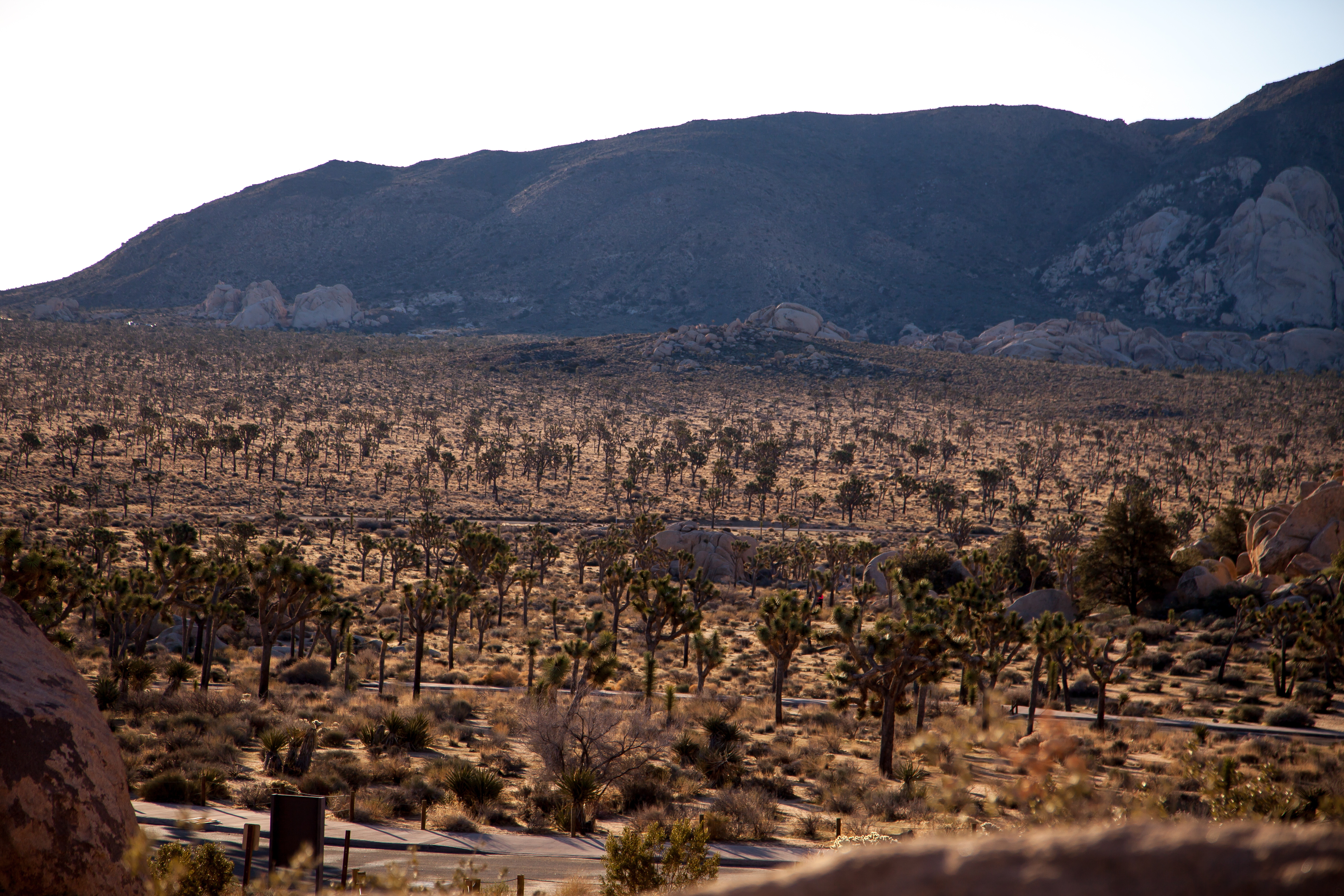a veritable forest of Joshua trees